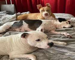 His love for dogs can be gauged from the fact that His love for dogs can be gauged from the fact that he adopted three dogs. He called them by the names Ollie, Maggie, and Penny Bautista and treated th